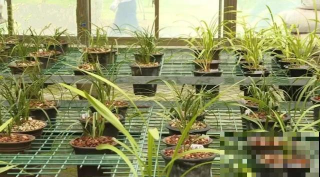 偷花贼太可恶，家门口的花，两个人都抬不动，结果连夜被端走！