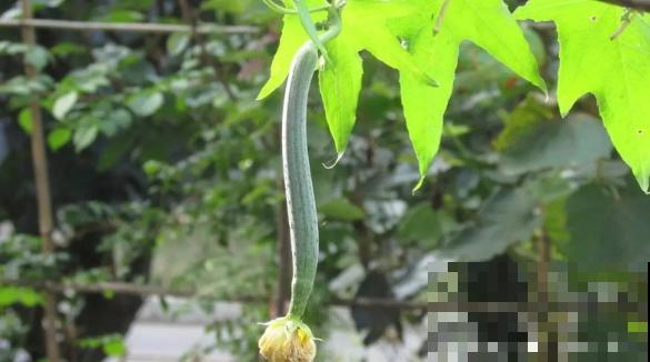 老人常说夏吃瓜，入夏多吃3种瓜，滋养脾胃身体好！