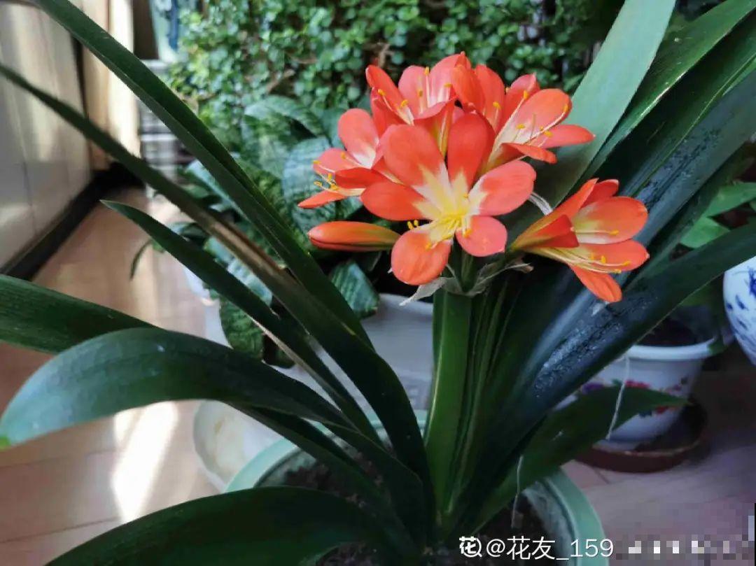 10种花一晒就死,夏天别放南阳台,小心晒成梅干菜! 10种花一晒就死,夏天别放南阳台,小心晒成梅干菜!