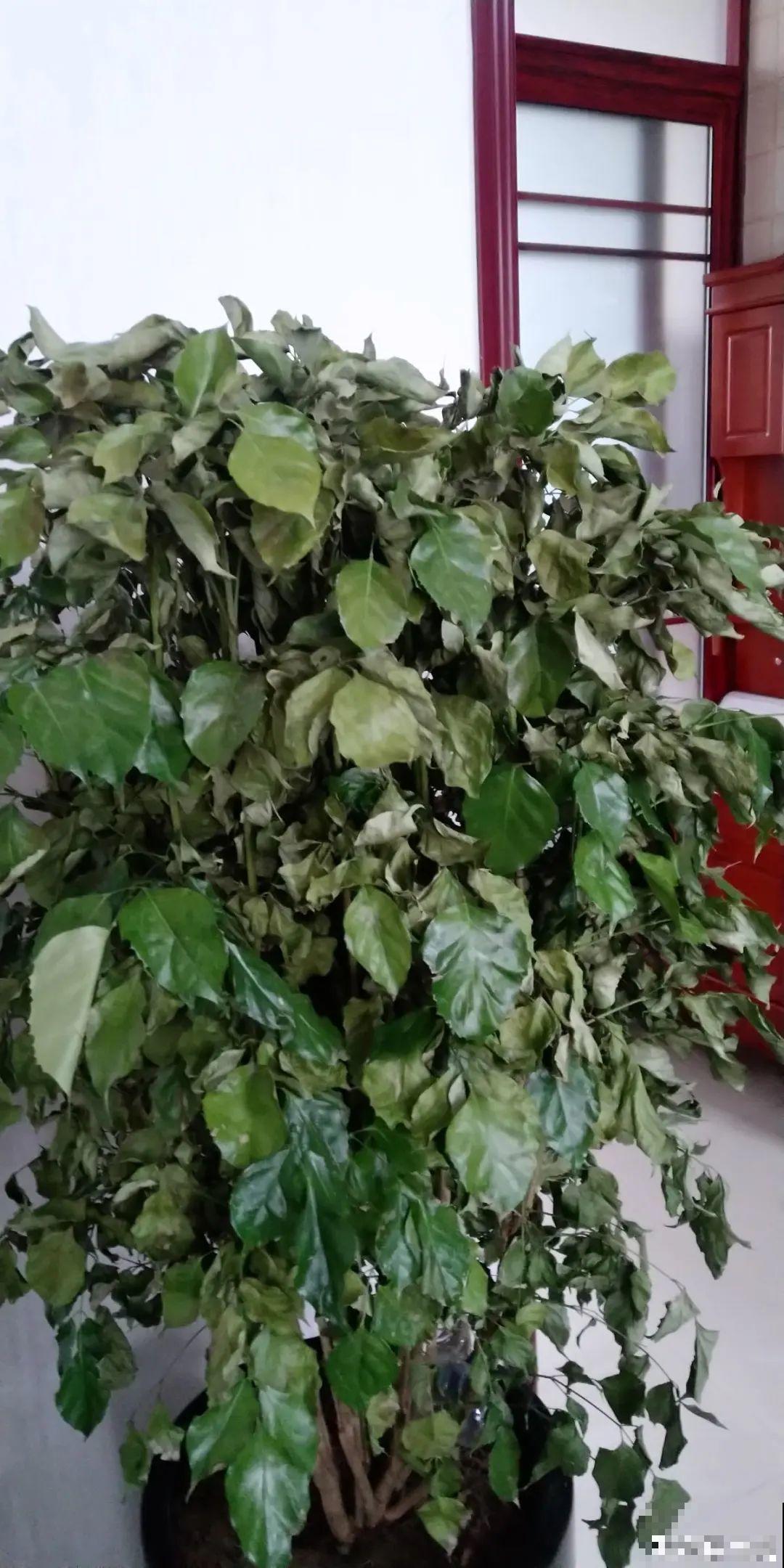 夏天养花,这个地方千万别摆,否则3天死翘翘! 夏天养花,这个地方千万别摆,否则3天死翘翘!