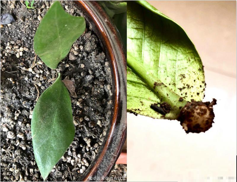 这花最怕乱浇水,一浇就黄叶烂根,不浇反而冒侧芽! 这花最怕乱浇水,一浇就黄叶烂根,不浇反而冒侧芽!