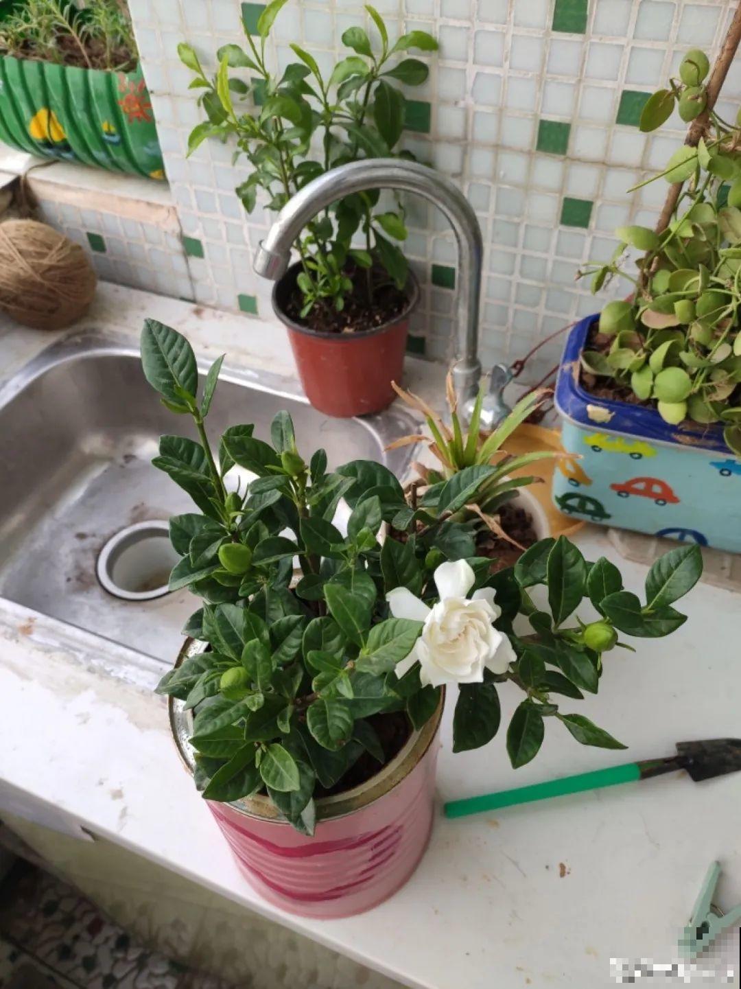 5种“有毒”水，千万不能浇花，浇一盆死一盆！