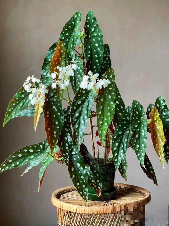 特干净的10种花,天热养一盆,家里特凉快! 特干净的10种花,天热养一盆,家里特凉快!