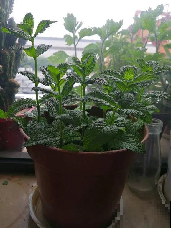 长势超快的9种花,5天爆盆,7天开花,超有成就感! 长势超快的9种花,5天爆盆,7天开花,超有成就感!