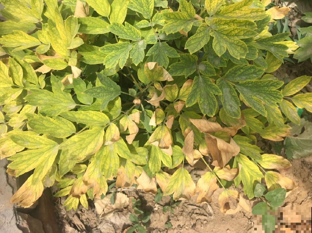 20种花,夏天要休眠,一浇水就死! 20种花,夏天要休眠,一浇水就死!