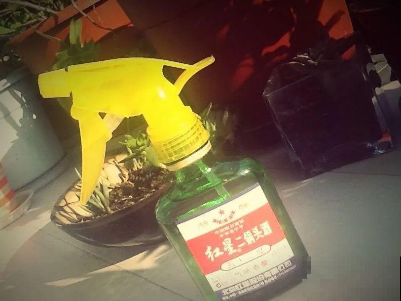 自制杀菌水、杀虫水，3天给花喷一次，虫病全扫光！