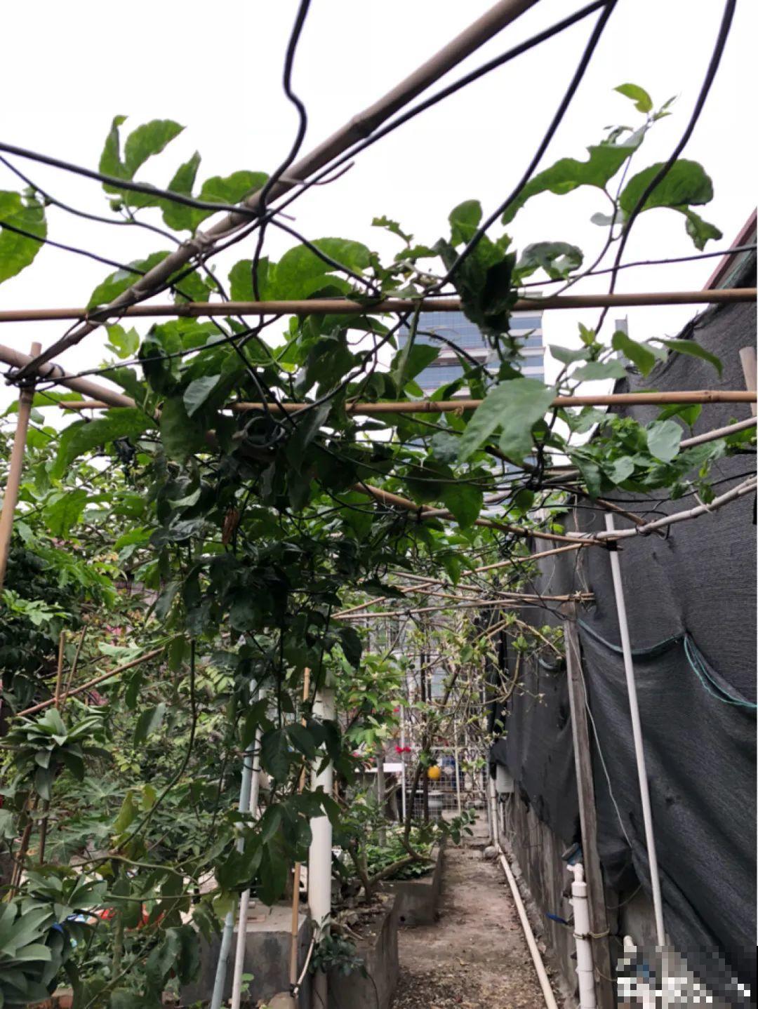 家里养棵桑葚，夏天结果满树都是，咬一口甘甜美味！