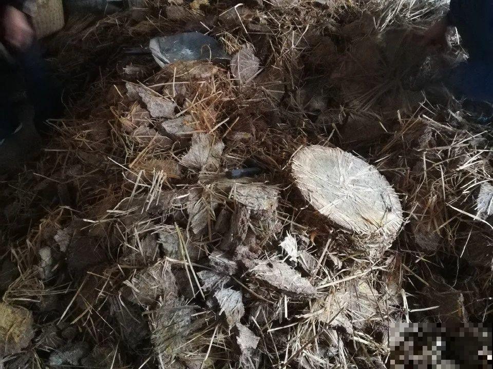 自制杀菌水、杀虫水，3天给花喷一次，虫病全扫光！