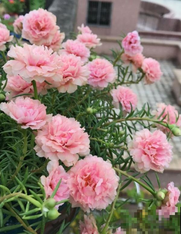 死不了的太阳花，夏天能把盆撑破，20多个品种你都没见过！