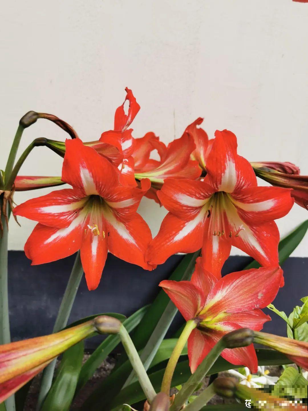 1个“洋葱”埋盆里，开花比脸还大，养10年挖出一大盆！