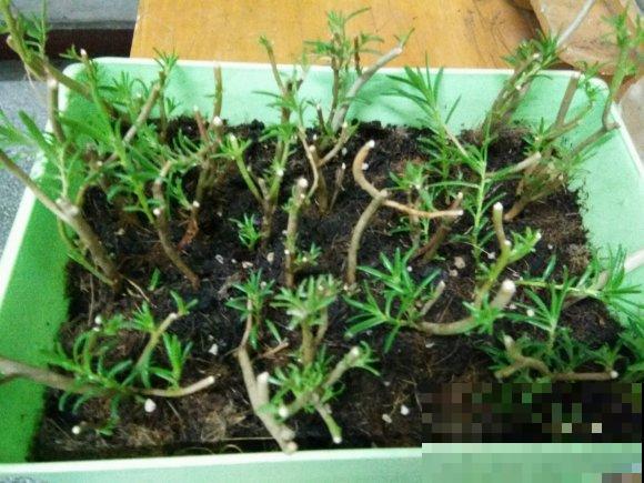 新手养花，居然养成这个样子，笑死我了