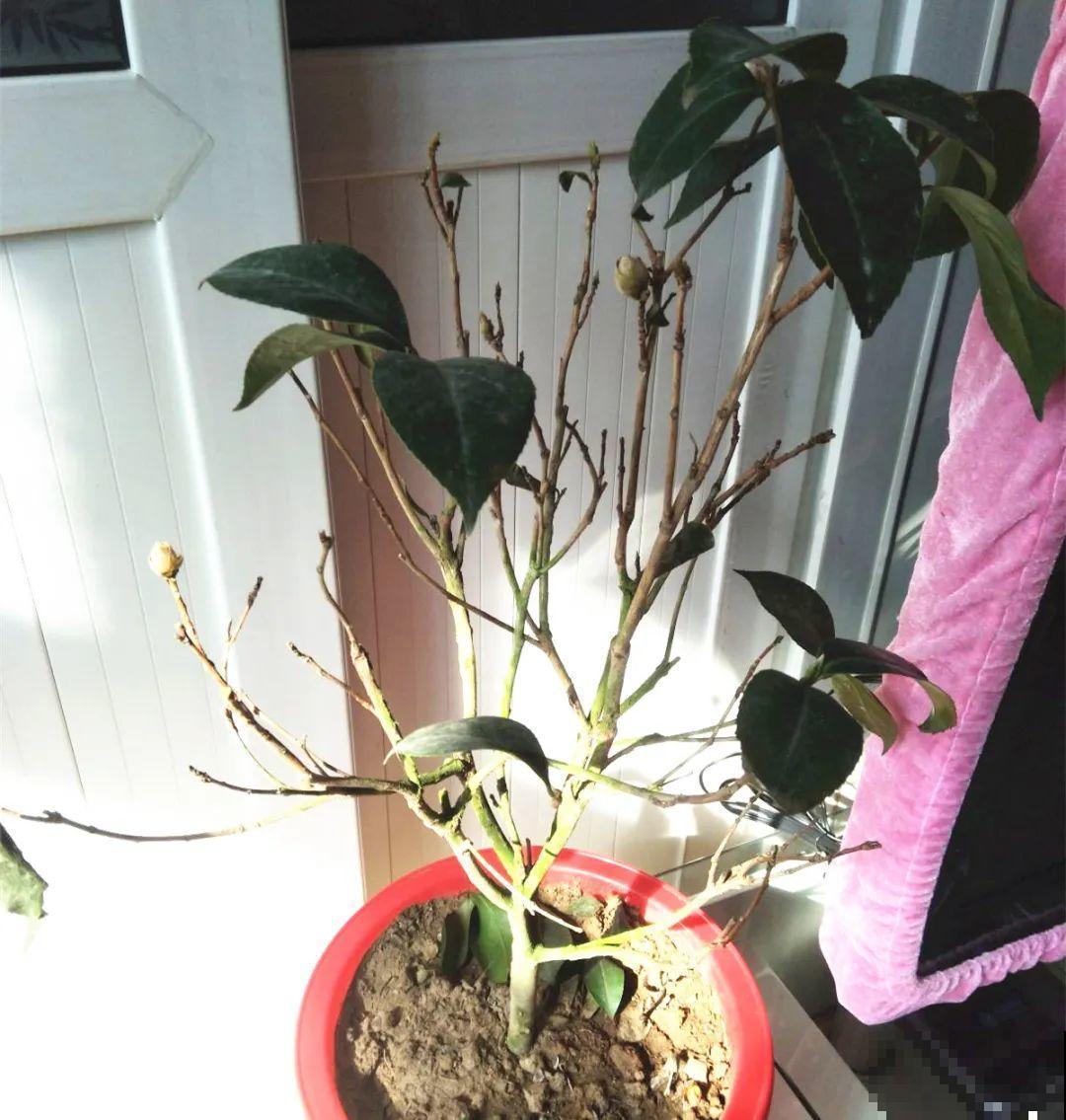 18种难养的花，把握一个点，就能起死回生！