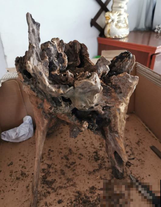 别人不要的烂木桩，我捡回家种多肉，价值翻了20倍！