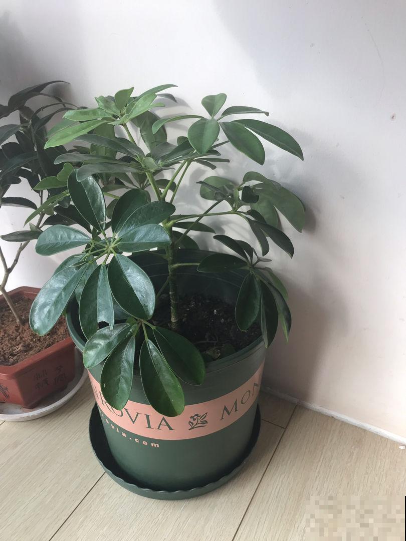 3种招财树,掰个枝条插水里,半个月长出大白根 3种招财树,掰个枝条插水里,半个月长出大白根