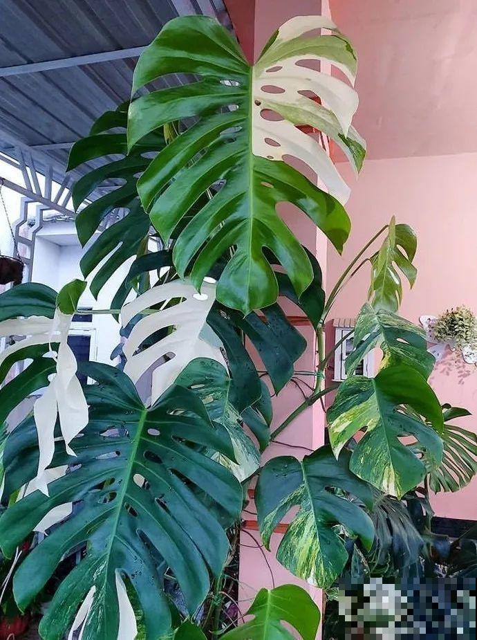 特干净的10种花,天热养一盆,家里特凉快! 特干净的10种花,天热养一盆,家里特凉快!