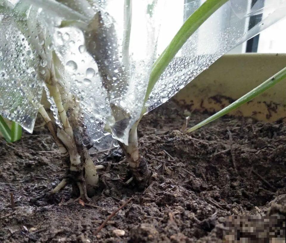 吊兰就用小盆养，根系拽一拽，立马变老桩！