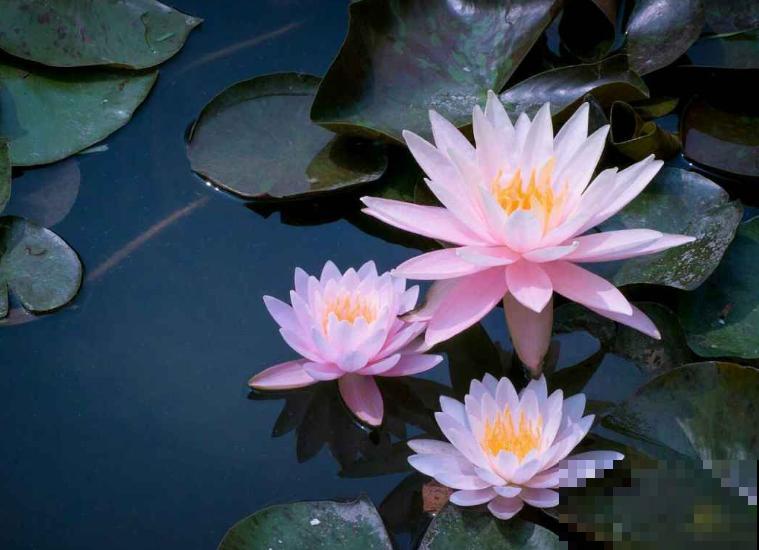 这花是佛教名花，出尘脱俗，见花保吉祥！