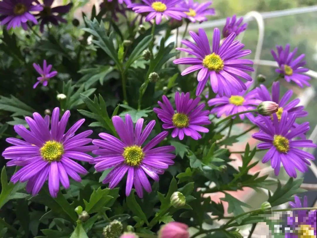 12种花，适合夹缝里养，不占地儿、开花最多！