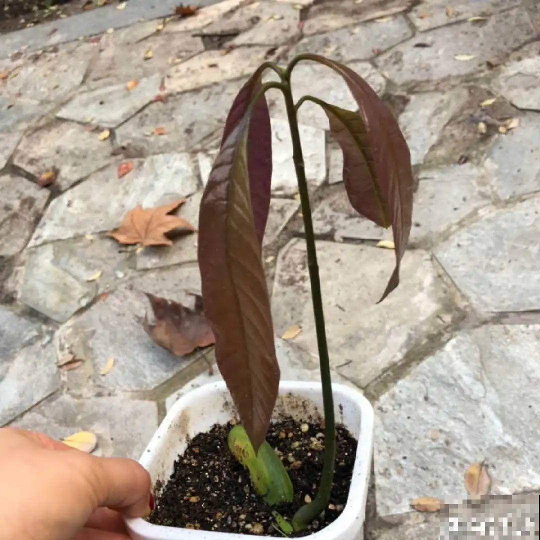 吃剩的果核不要丢,水里泡一泡,能变成清新小绿植! 吃剩的果核不要丢,水里泡一泡,能变成清新小绿植!