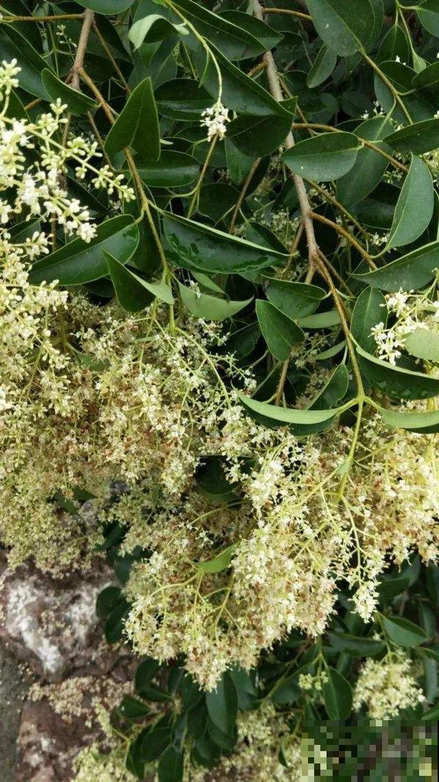 路边养6种花,香味能传3里地,香掉你的鼻子! 路边养6种花,香味能传3里地,香掉你的鼻子!