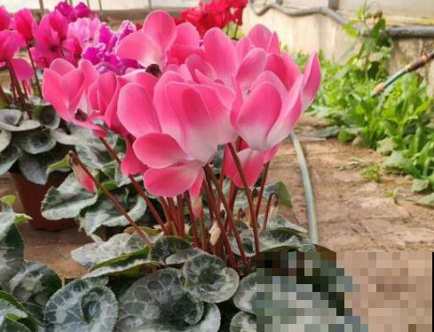 家里这种花，夏天死得最快，别再乱浇水了！