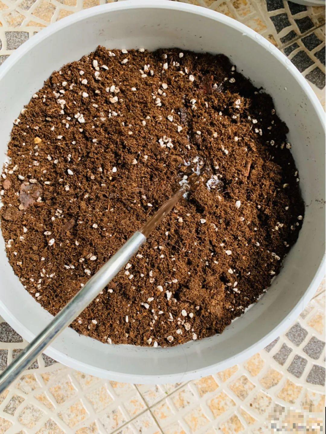 白胖的“大蒜”埋土里,1个月就开花,香味清新淡雅有格调! 白胖的“大蒜”埋土里,1个月就开花,香味清新淡雅有格调!