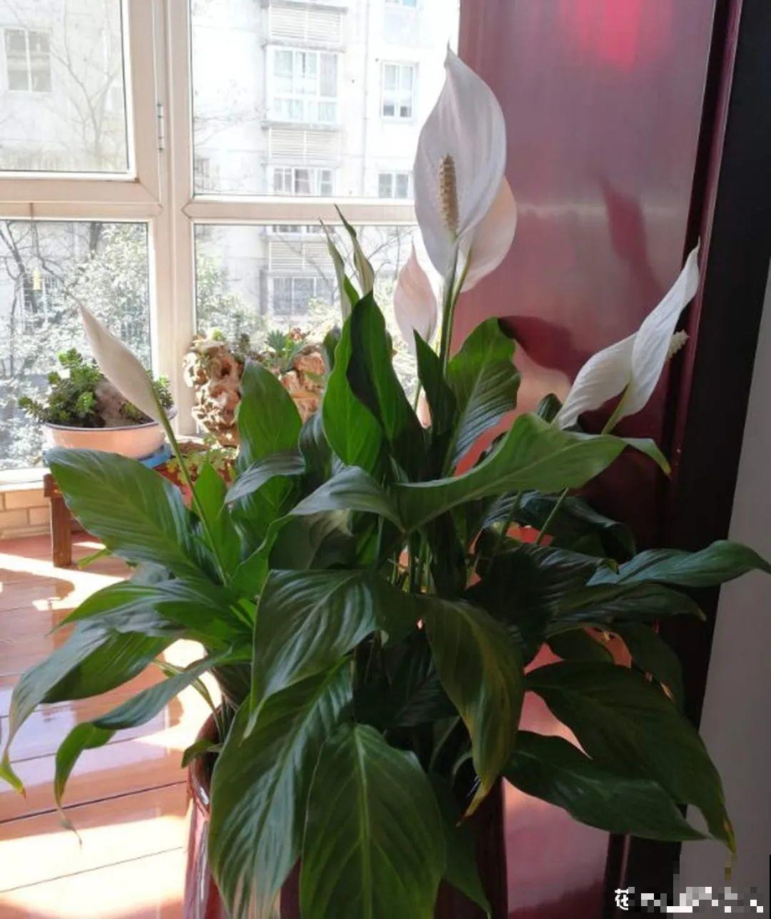 12种花,天越热越长得快,记得多浇水! 12种花,天越热越长得快,记得多浇水!