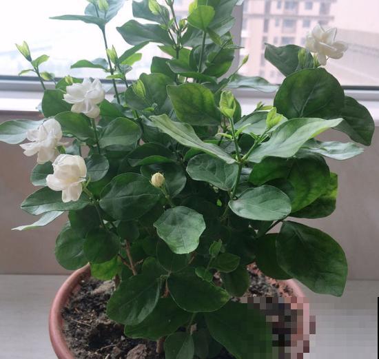 4种花，最适合老人养，对身心健康有好处！