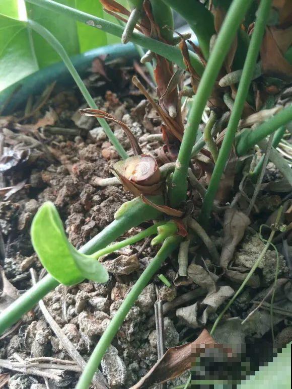 虎皮兰,红掌,吊兰养成老桩,变成大树,真壮观! 虎皮兰,红掌,吊兰养成老桩,变成大树,真壮观!