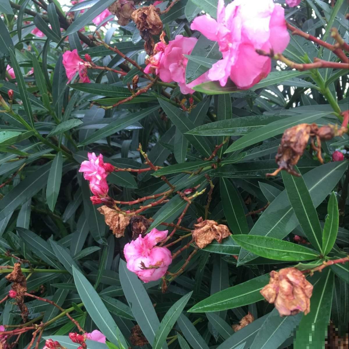 夹竹桃虽然有毒，但是开花美极了，养护时千万离远点！