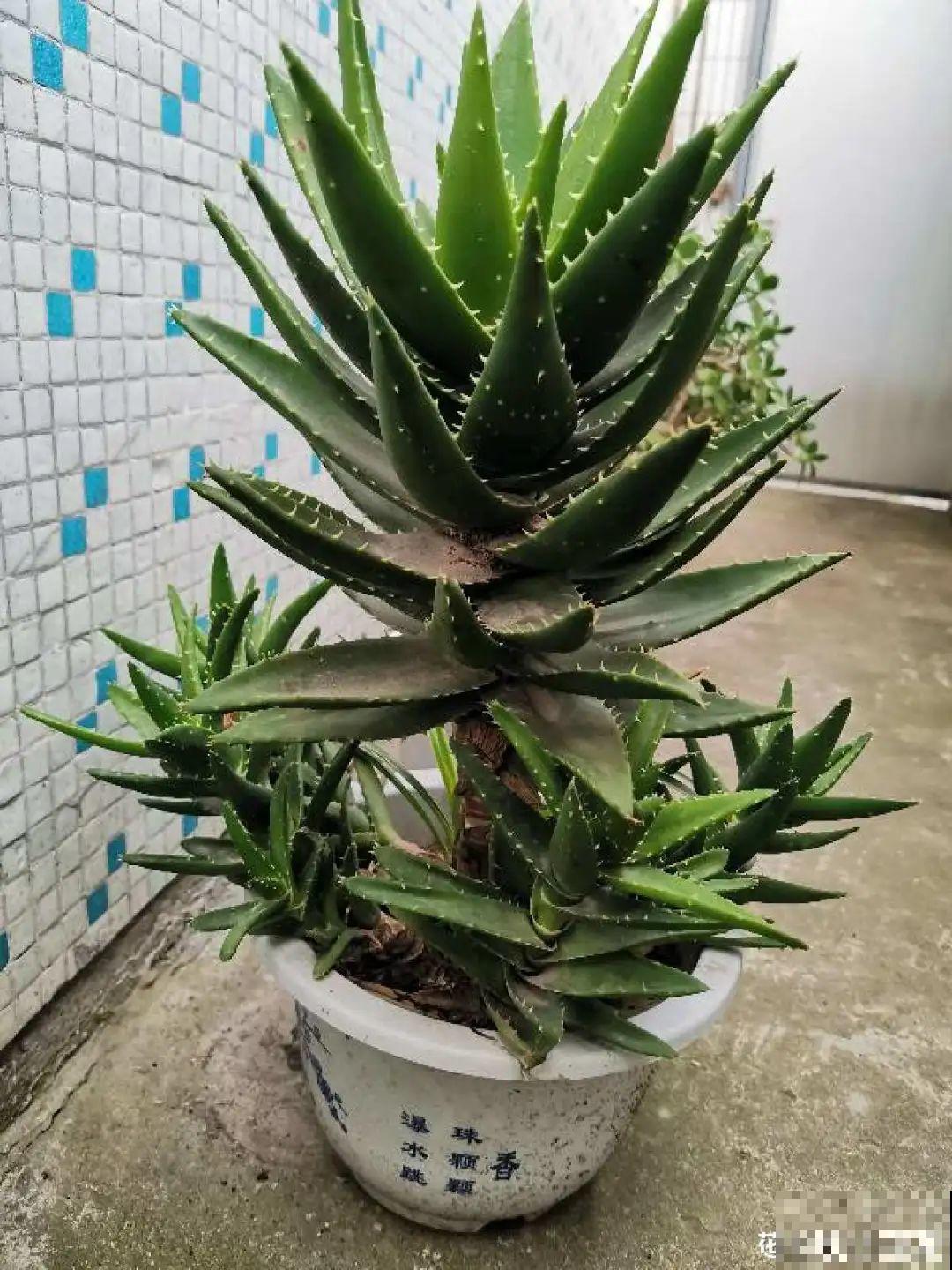 3种花不用扦插,掰下来就能活,1盆变10盆,懒人也能养! 3种花不用扦插,掰下来就能活,1盆变10盆,懒人也能养!