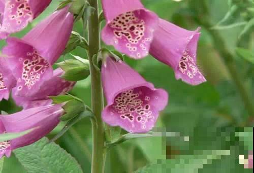 5种植物花粉有毒，不要摘下来闻，对身体不好！