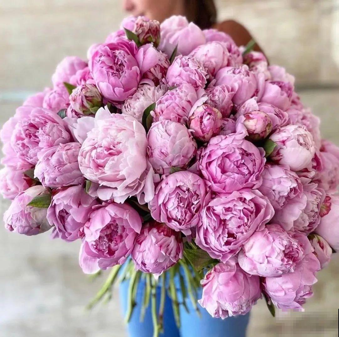 老外培育的芍药花，花苞比鸡蛋大，一朵能开一个月！