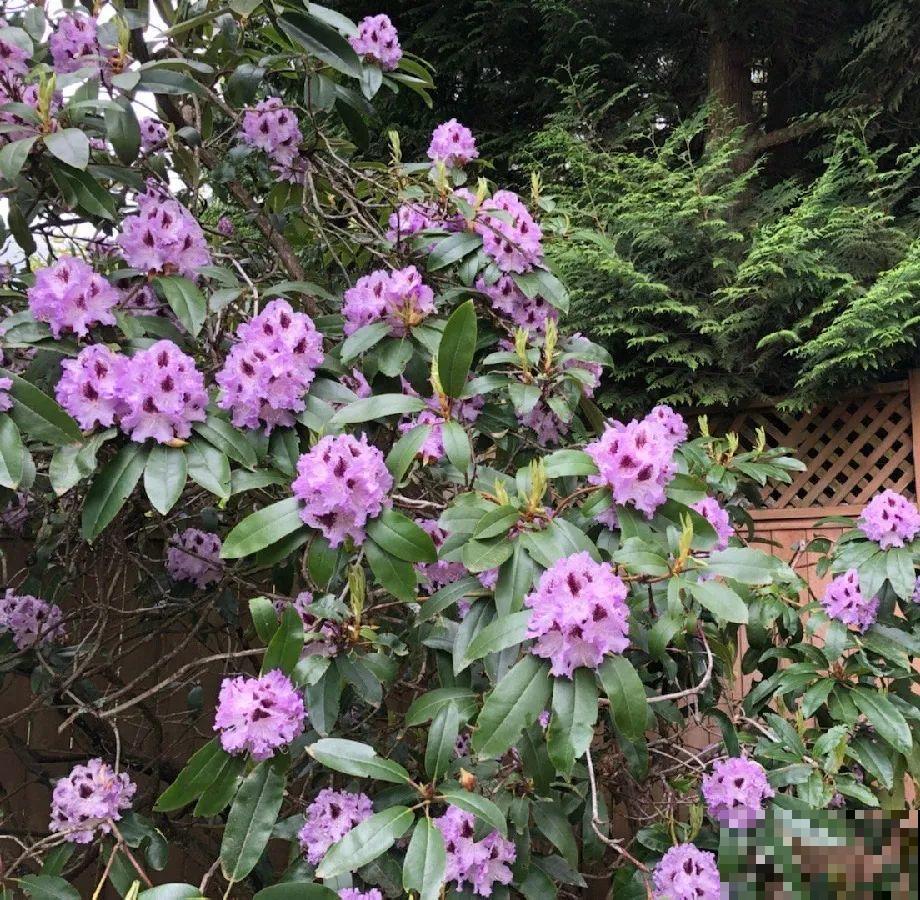 门口养棵大花树,风吹就开花,20年变成传家宝! 门口养棵大花树,风吹就开花,20年变成传家宝!