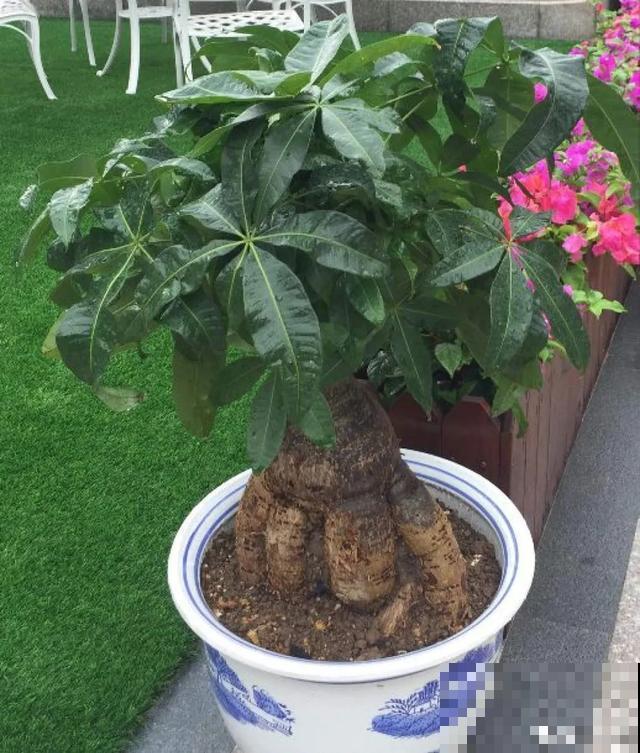 花出现黄叶打蔫，千万别扔，还能救回来！