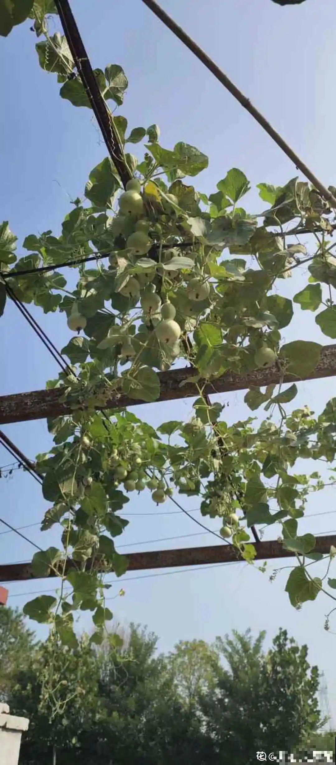 佛手瓜寓意好,家里养一棵,果子挂满枝头 佛手瓜寓意好,家里养一棵,果子挂满枝头