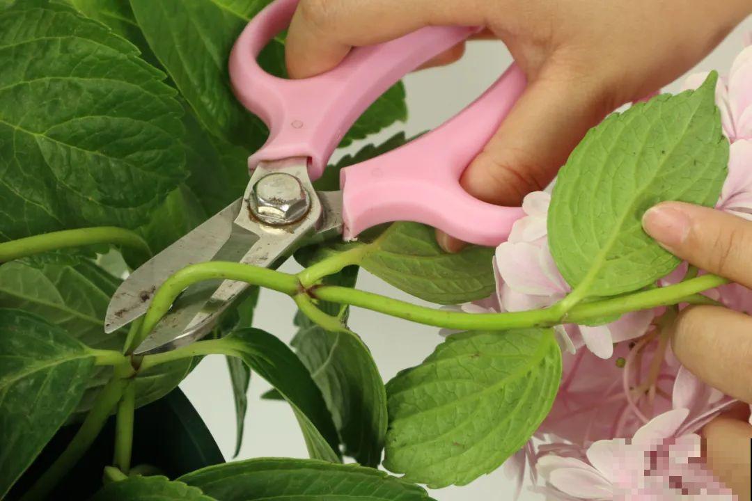 绣球马上剪，下个月就晚了，错过明年不开花