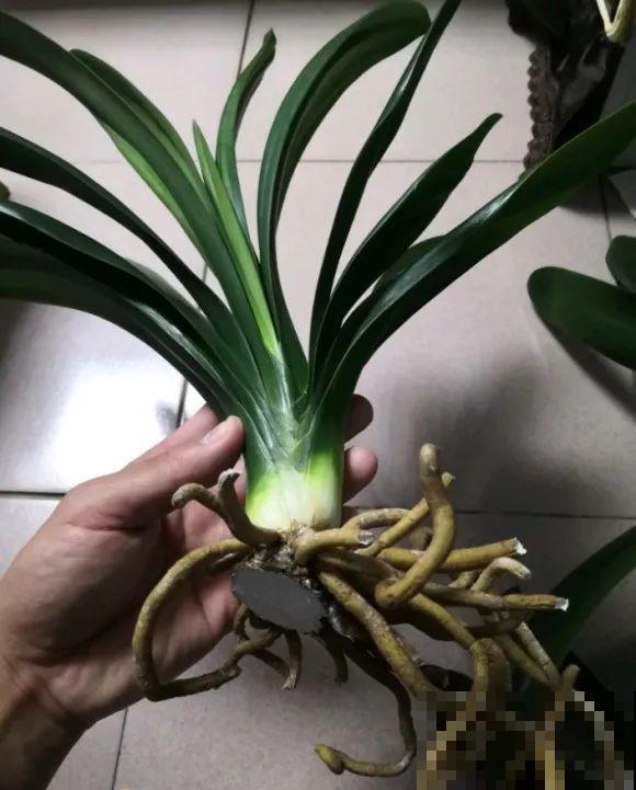 30年的君子兰,长出粗壮大老桩,砍还是不砍? 30年的君子兰,长出粗壮大老桩,砍还是不砍?