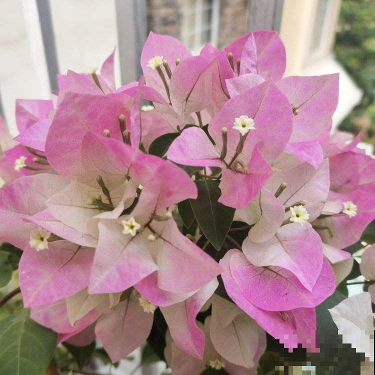 三角梅要想养成大花树，记住一个“旱”字，呼呼开花不停