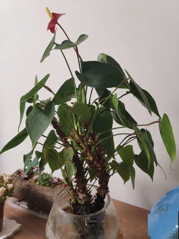 虎皮兰,红掌,吊兰养成老桩,变成大树,真壮观! 虎皮兰,红掌,吊兰养成老桩,变成大树,真壮观!