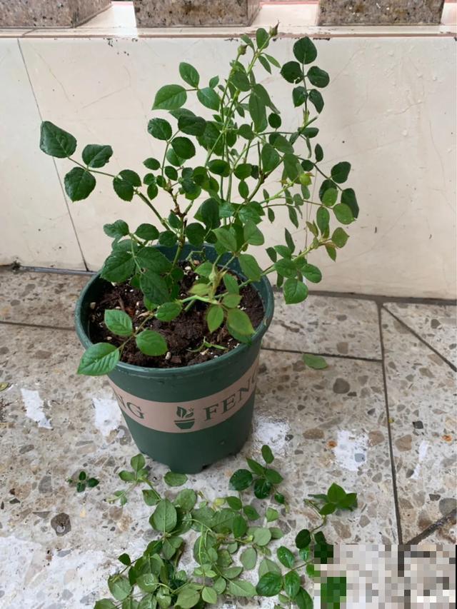 花出现黄叶打蔫，千万别扔，还能救回来！