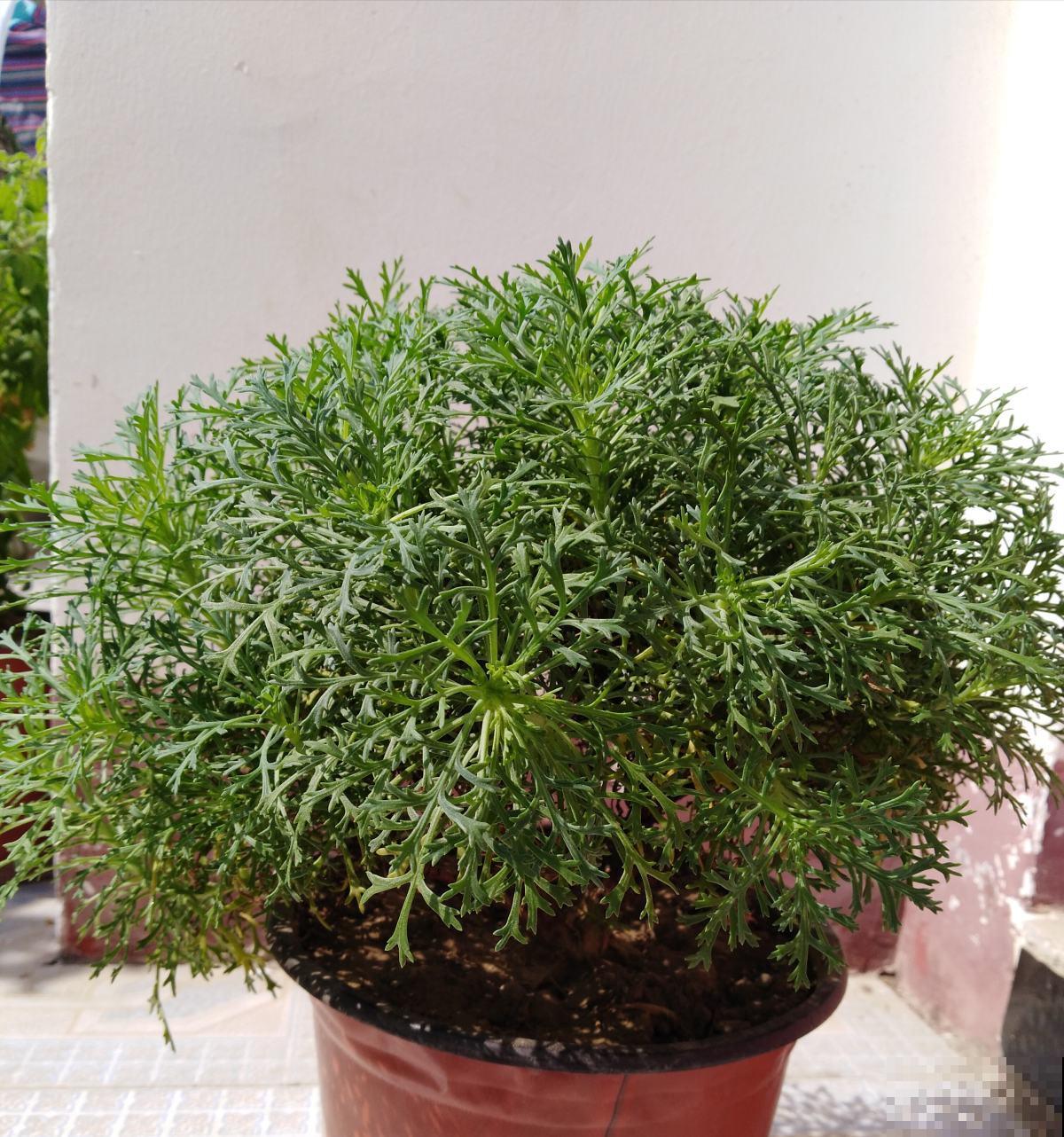 4种花想要度夏，给它剃个平头，来年呼呼长爆盆