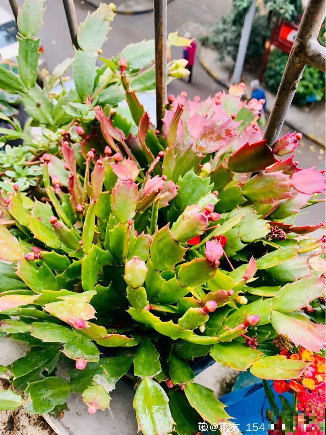 11种花夏天少浇水，否则3天就死了！