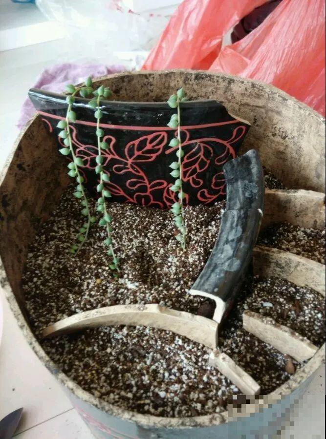 高价花盆扔一地，捡到手软，回家种花美炸了！