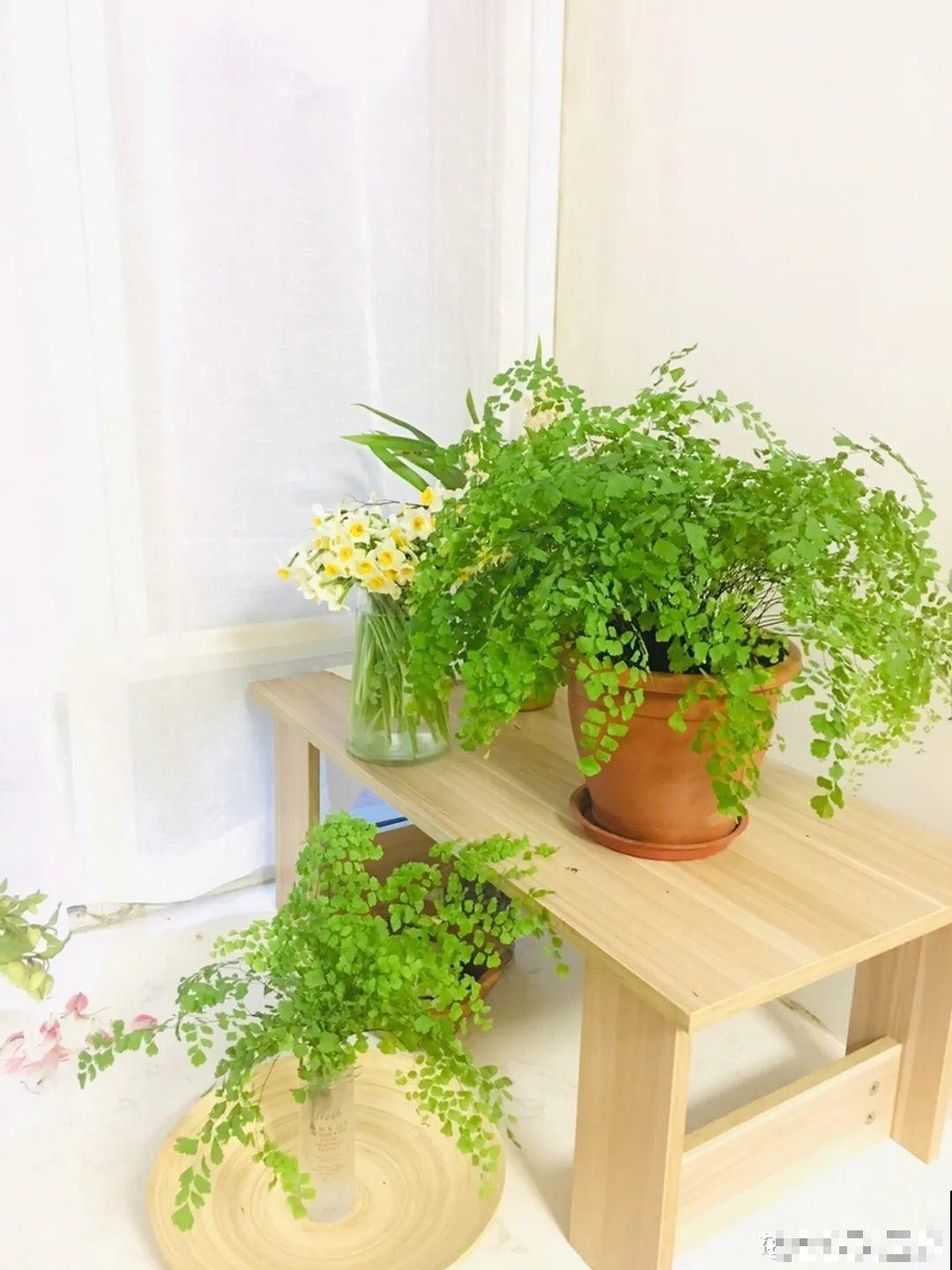 10种花，有气质、特清新，最适合房间里养！