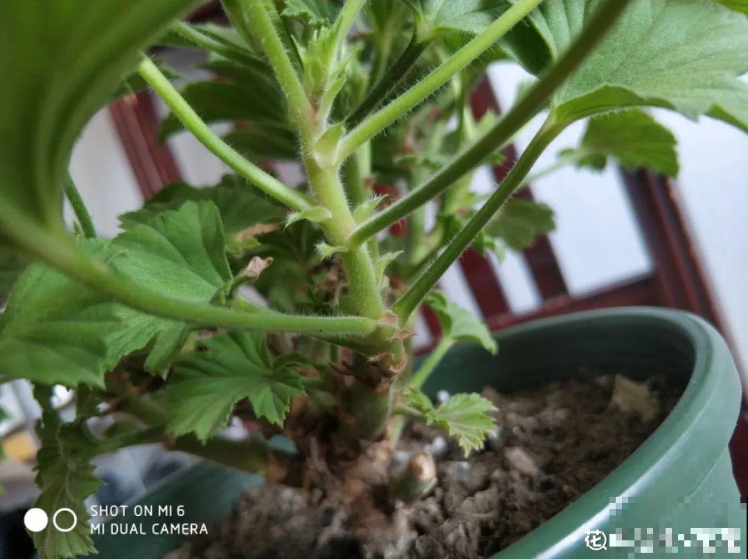 6种花天一热就死,现在别买了,简直浪费钱! 6种花天一热就死,现在别买了,简直浪费钱!