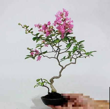 院里种一棵紫薇树,寓意紫气东来,还能驱邪避灾! 院里种一棵紫薇树,寓意紫气东来,还能驱邪避灾!