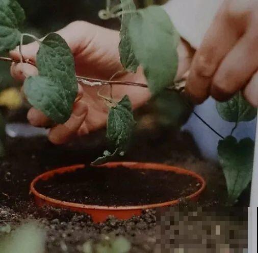 这花不用扦插，枝条往下一拉，1盆变20盆！