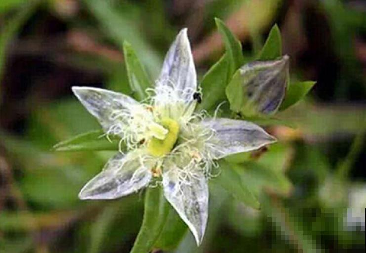 这些花实在太神奇了,一淋雨就变“脸”,透明花瓣像水晶! 这些花实在太神奇了,一淋雨就变“脸”,透明花瓣像水晶!