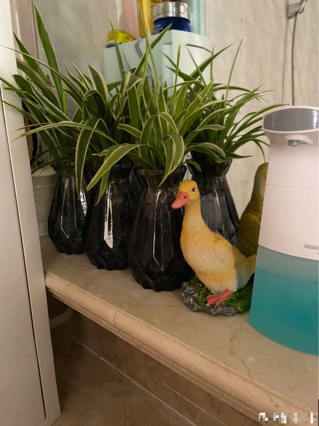 夏天养花,这个地方千万别摆,否则3天死翘翘! 夏天养花,这个地方千万别摆,否则3天死翘翘!